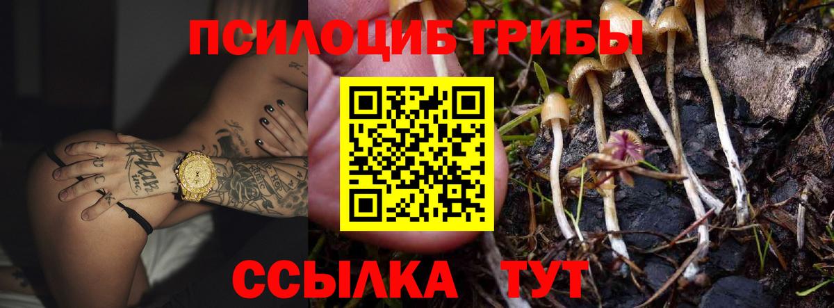 Псилоцибиновые грибы Psilocybe  Псилоцибиновые грибы мухоморы  купить  цена  Вход с VPN  Сосновоборск 